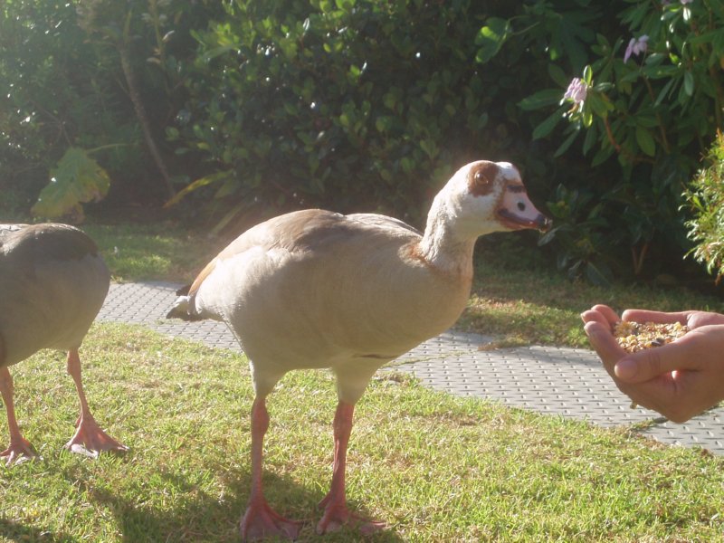 KeHa_in_South_Africa - 009